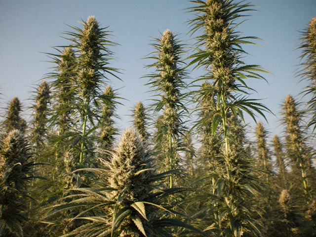 Sativa vs Indica: proč je sativa lepší a jaké má výhody