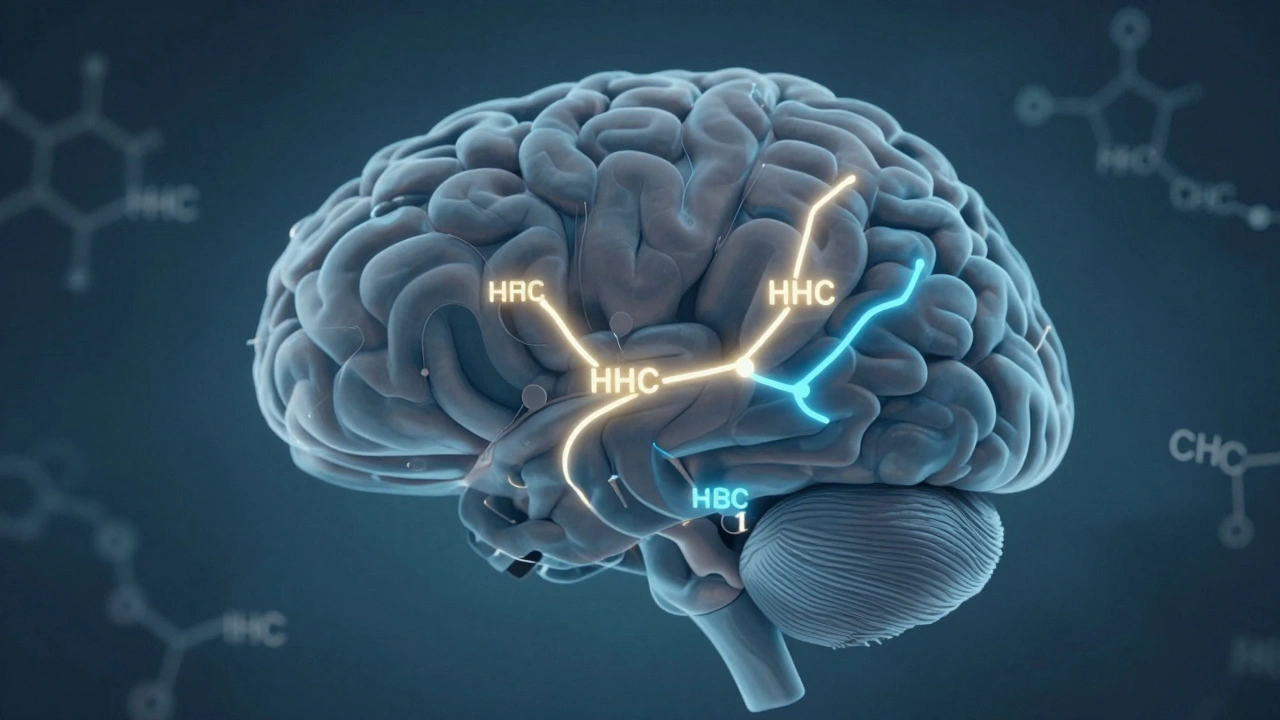 Abstraktní obrázek mozku s osvětlenými receptory, kde HHC a CBD působí různě.