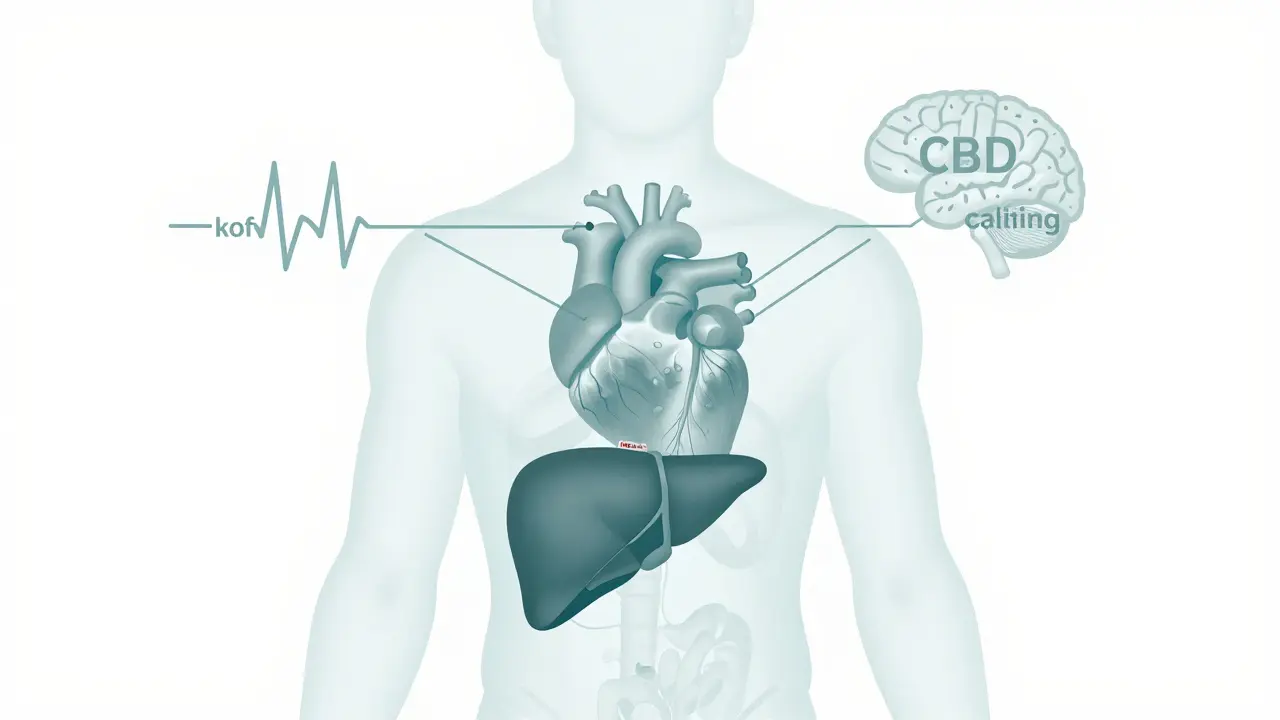 Průhledný lidský tělo s vyznačeným účinkem kofeinu a CBD, bez THC.