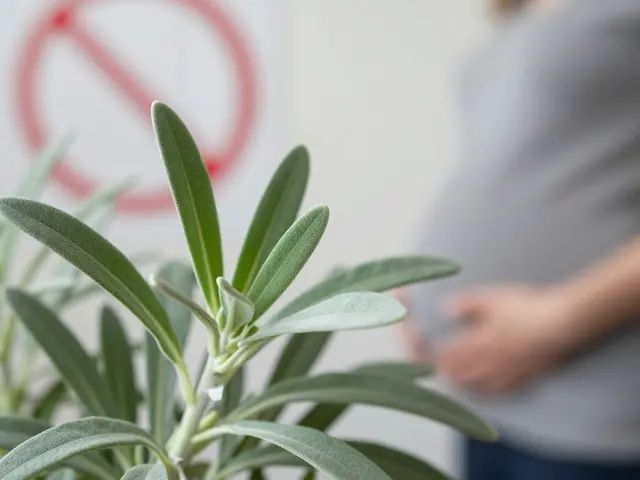 Kdo by neměl užívat pelyněk? Rizika, kontraindikace a bezpečné dávkování