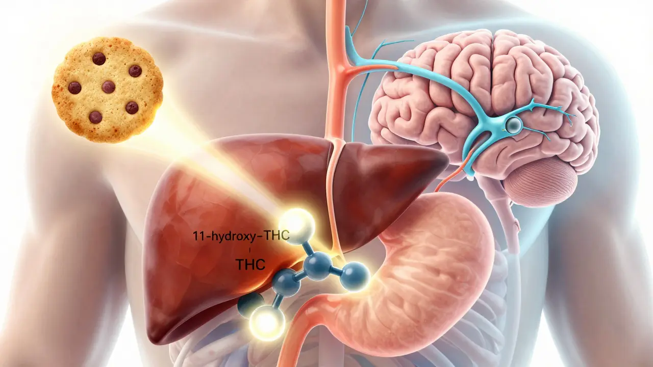 Konceptuální vizualizace metabolismu THC v játrech a přeměny na silnější molekulu