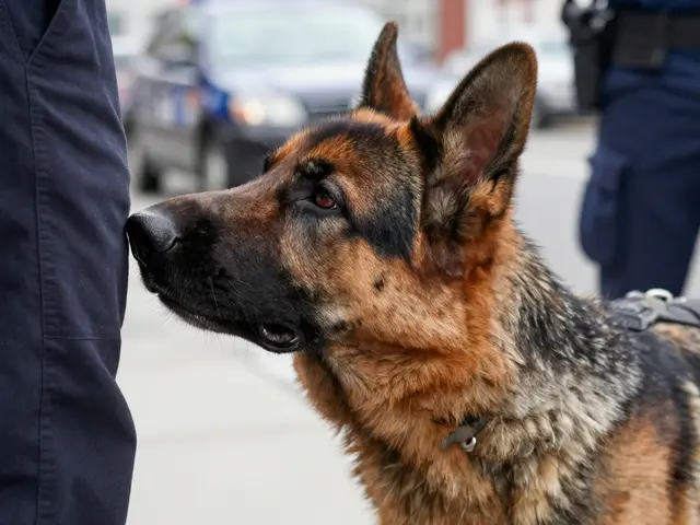 Zachytí policejní psi delta 8 gummy? Skutečnost o čichu a THC